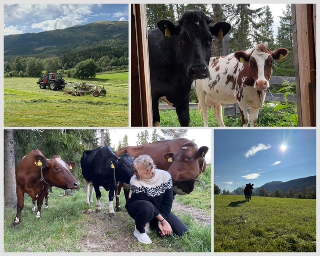 Reiten Søndre - Thea Reiten - mjølkeku
