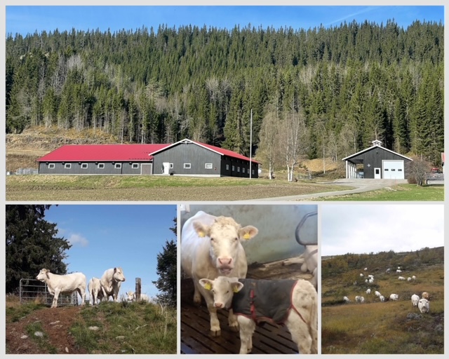 Høiberget - Norvald Aas Solvang - ammeku og sau